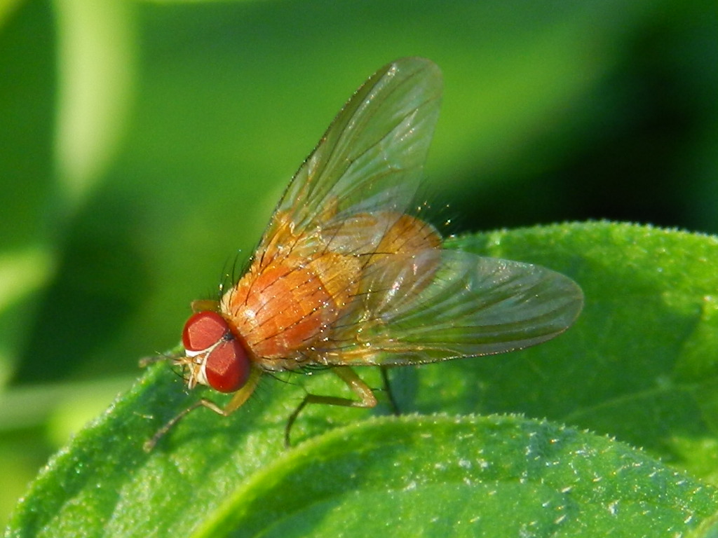 ID mosca arancione